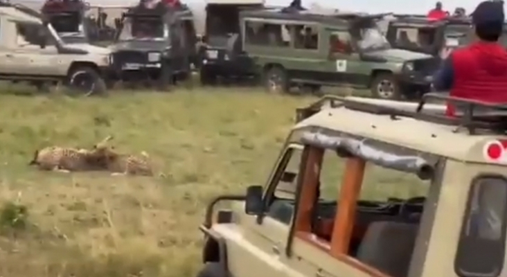 Las imágenes de Kenia que horrorizan al turismo de safaris: "Esto es por ceder a la presión de los clientes"