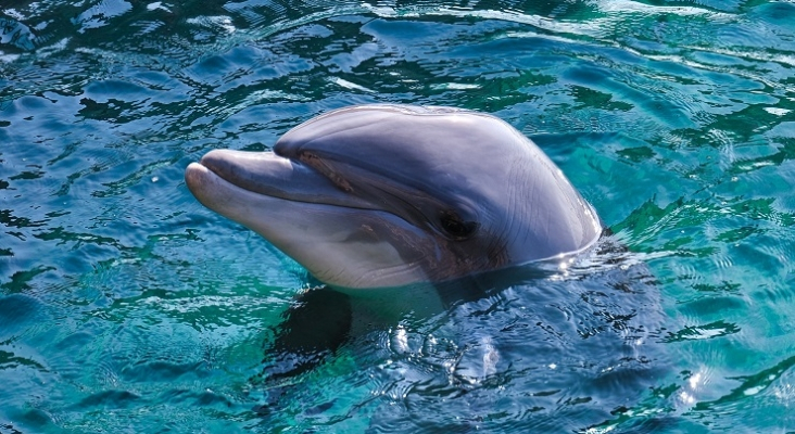 Sancionan a una empresa turística por perseguir cetáceos en La Palma. Foto: Pixabay