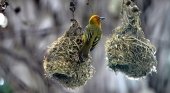 Aragón se apunta al 'birding'