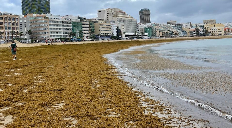 La "prima-hermana" del sargazo cubre las costas de Canarias|Foto: Tourinews ®
