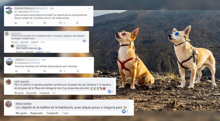 Oleada de críticas a la estrategia de Gran Canaria para posicionarse como destino 'pet friendly' | Foto: Óscar Barroso