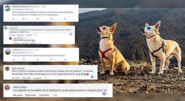 Oleada de críticas a la estrategia de Gran Canaria para posicionarse como destino 'pet friendly' | Foto: Óscar Barroso