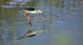 El único parque urbano inundable de España, la baza de Alicante como destino de turismo ornitológico 