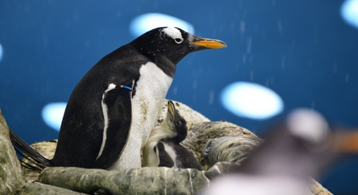 Un ejemplar de pingüino papúa con su cría en Loro Parque. Foto Moisés Pérez LP