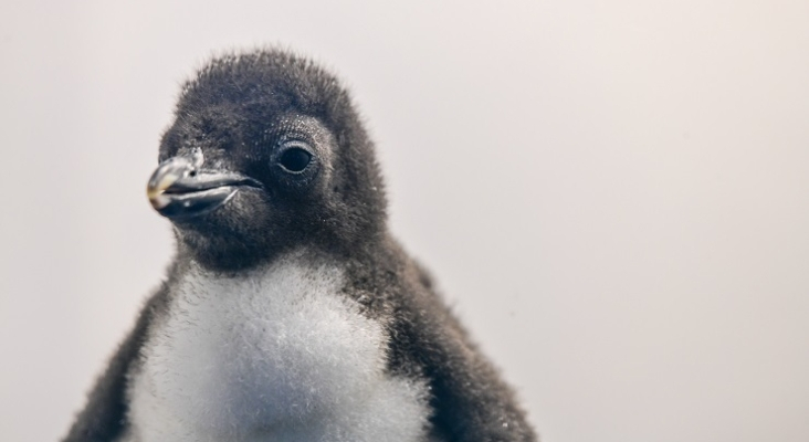 Cría de pingüino saltarrocas en la instalación Planet Penguin de Loro Parque. Foto Moisés