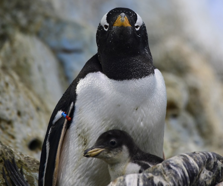 6 Un ejemplar de pingüino papúa con su cría en Loro Parque. Foto Moisés Pérez LP