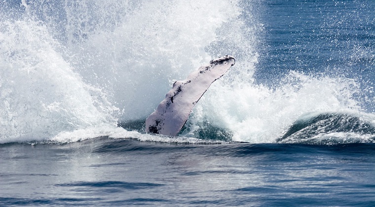 humpback whales near samana