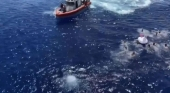 Guardacostas tirotean a tiburones para evitar ataque a excursionistas