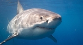 México acaba con todas las excursiones para bucear entre tiburones blancos | Foto: Semarnat
