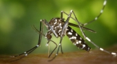 'Aedes albopictus' o mosquito tigre, vector en España del dengue | Foto: James Gathany (Wikipedia)