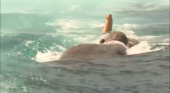 En una operación que duró 12 horas, la Armada de Sri Lanka rescató a un elefante que fue arrastrado mar adentro