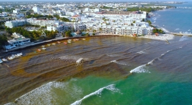 Una masa de sargazo de casi 9.000 kilómetros amenaza a las playas del Caribe | Foto: Red de Monitoreo del Sargazo