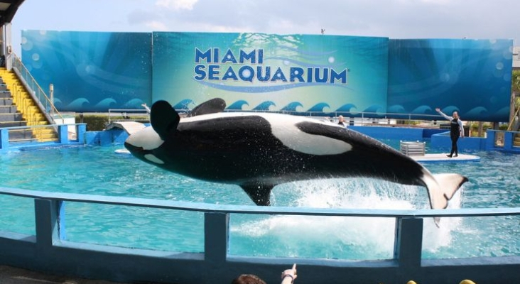 La orca Lolita durante una actuación en el Miami Seaquairum de Florida (EE. UU. ) | Foto: Leonardo Dasilva vía Flickr