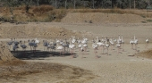 Flamencos en una laguna seca del Parque Nacional de Doñana, en Andalucía | Foto: Miteco