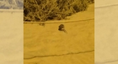 Las ratas marcan territorio en Playa del Inglés (Gran Canaria)