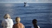 La aleta de un cachalote en las aguas de las Azores