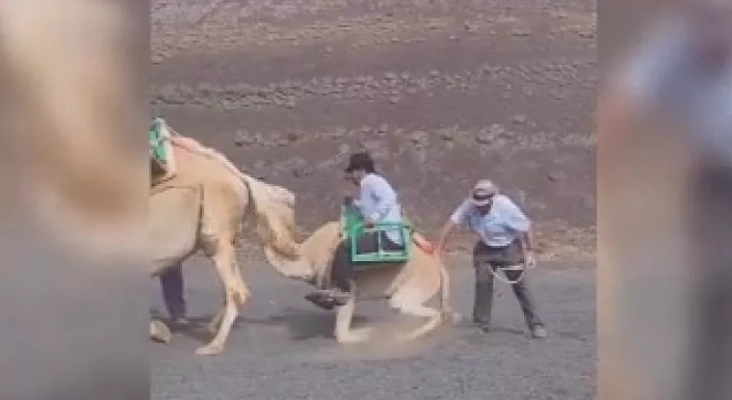 Captura del vídeo viralizado en redes sociales con la cría de dromedario forzada a cargar con dos adultos en Timanfaya (Lanzarote)