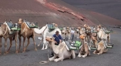 Dromedarios en el Echadero de los Camellos del Parque Nacional de Timanfaya (Lanzarote) | Foto: Ayto. de Yaiza