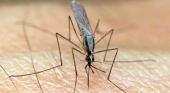 Ejemplar de mosquito 'Anopheles' picando a una persona | Foto: vía Pixabay