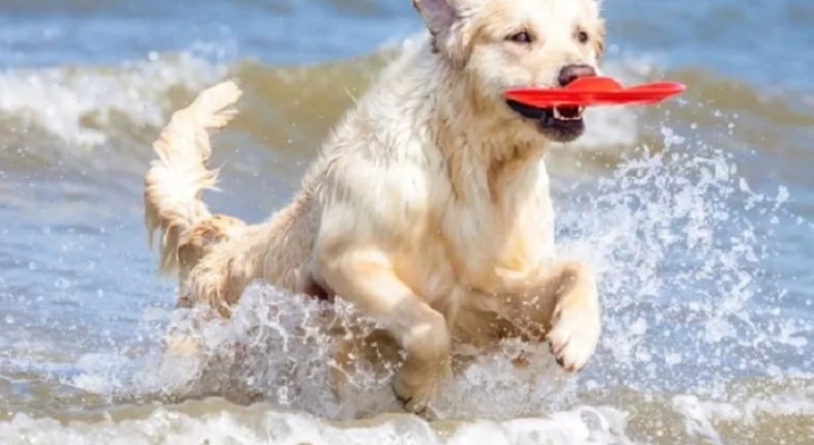 Solo una de las diez comunidades costeras de España sigue sin tener playas para perros | Foto: vía Red Canina