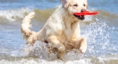 Solo una de las diez comunidades costeras de España sigue sin tener playas para perros | Foto: vía Red Canina