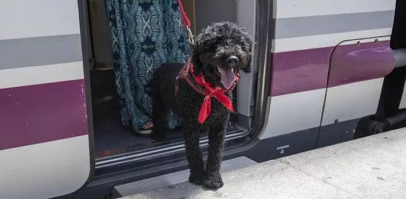 Renfe ya admite mascotas en su AVE ‘low cost’, eso sí, pagando su propio billete Renfe ya admite mascotas en su AVE ‘low cost’, eso sí, pagando su propio billete
