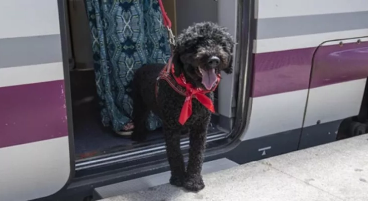 Renfe ya admite mascotas en su AVE ‘low cost’, eso sí, pagando su propio billete