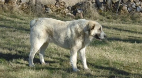 Perro de raza mastín español | Foto: vía Chofer Mascotas