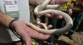 Se bate el récord en capturas de serpientes en Gran Canaria