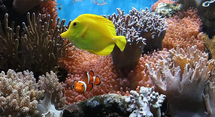 Imagen de dos peces en una formación coralina bajo el mar | Foto: Pixabay (CC)
