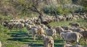 Un rebaño de ovejas atravesando la dehesa | Foto: Enrique LG (CC)