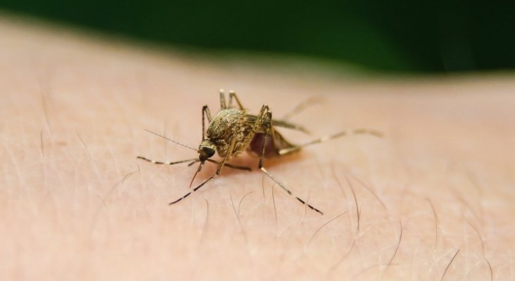 Alerta por malaria en Chipre