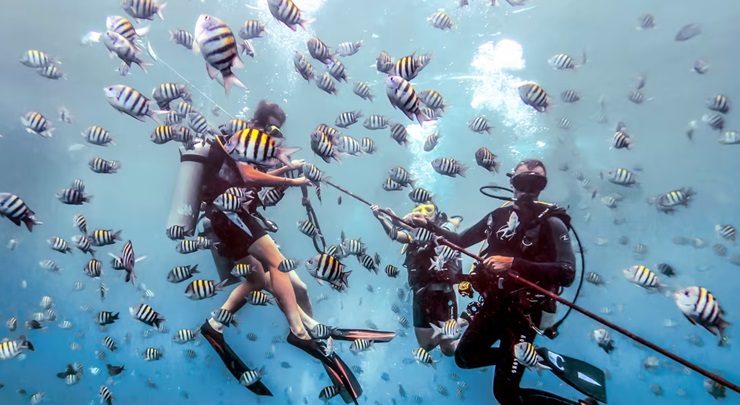 snorkel republica dominicana