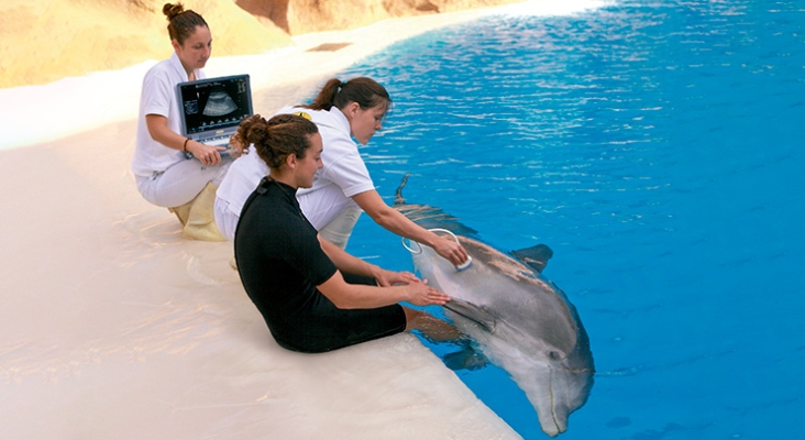Proyecto de investigación con delfines en Loro Parque. Foto: LP