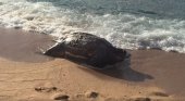 Tortuga en Calella