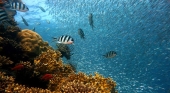 Los hoteleros exigen regular los barcos turísticos para evitar más daños en la barrera de coral de Bávaro (RD)
