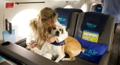 Nace Bark Air, una aerolínea exclusiva para perros y sus tutores