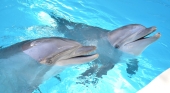 Loro Parque presenta su nuevo bioindicador de bienestar de cetáceos