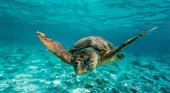 En el proyecto BioMar de CanBio se desarrollan labores de rescate de tortugas y monitorización de sus anidamientos